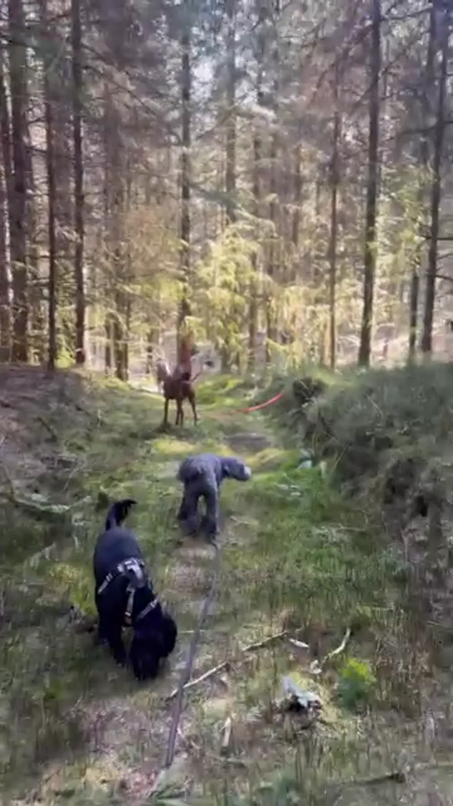 Three dogs on a narrow path through sunlit woodland