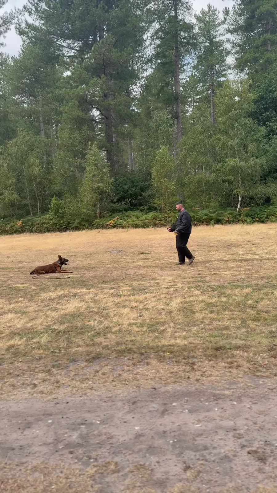 A person standing near a dog lying on grass beside woodland